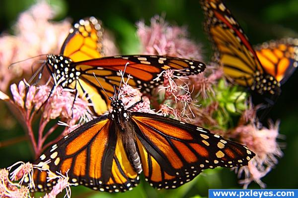 Monarchs Feeding photoshop picture